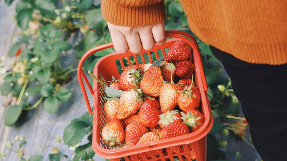 Basket of strawberries.